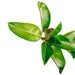 Organic Guava Leave Capsules
