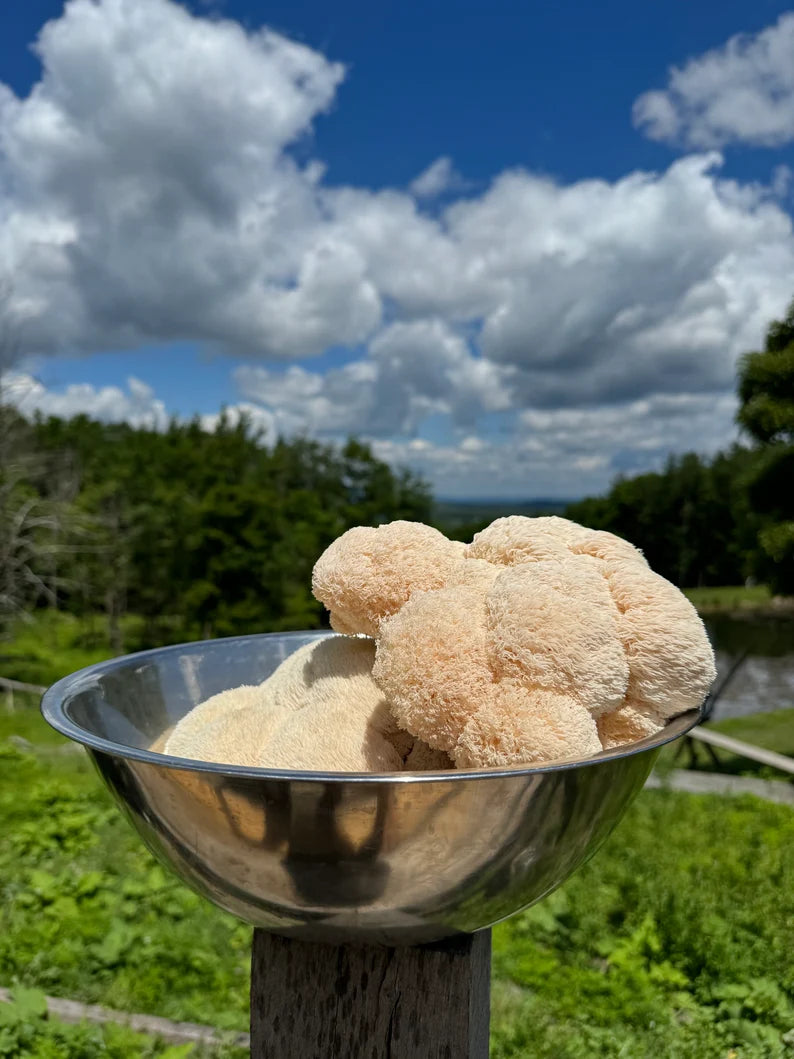 Fresh Lions Mane Extract
